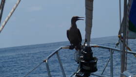 Brown Booby, im Hintergrund die Tsunami-Wellen.