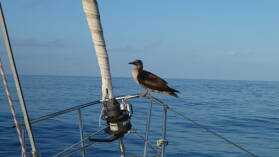 Brown Booby.