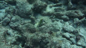 White Moray, Schnorcheln in Chatham Bay.