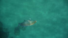 Schnorcheln in Wafer Bay.