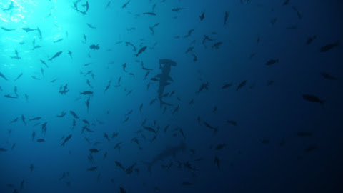 Isla del Coco (CR)