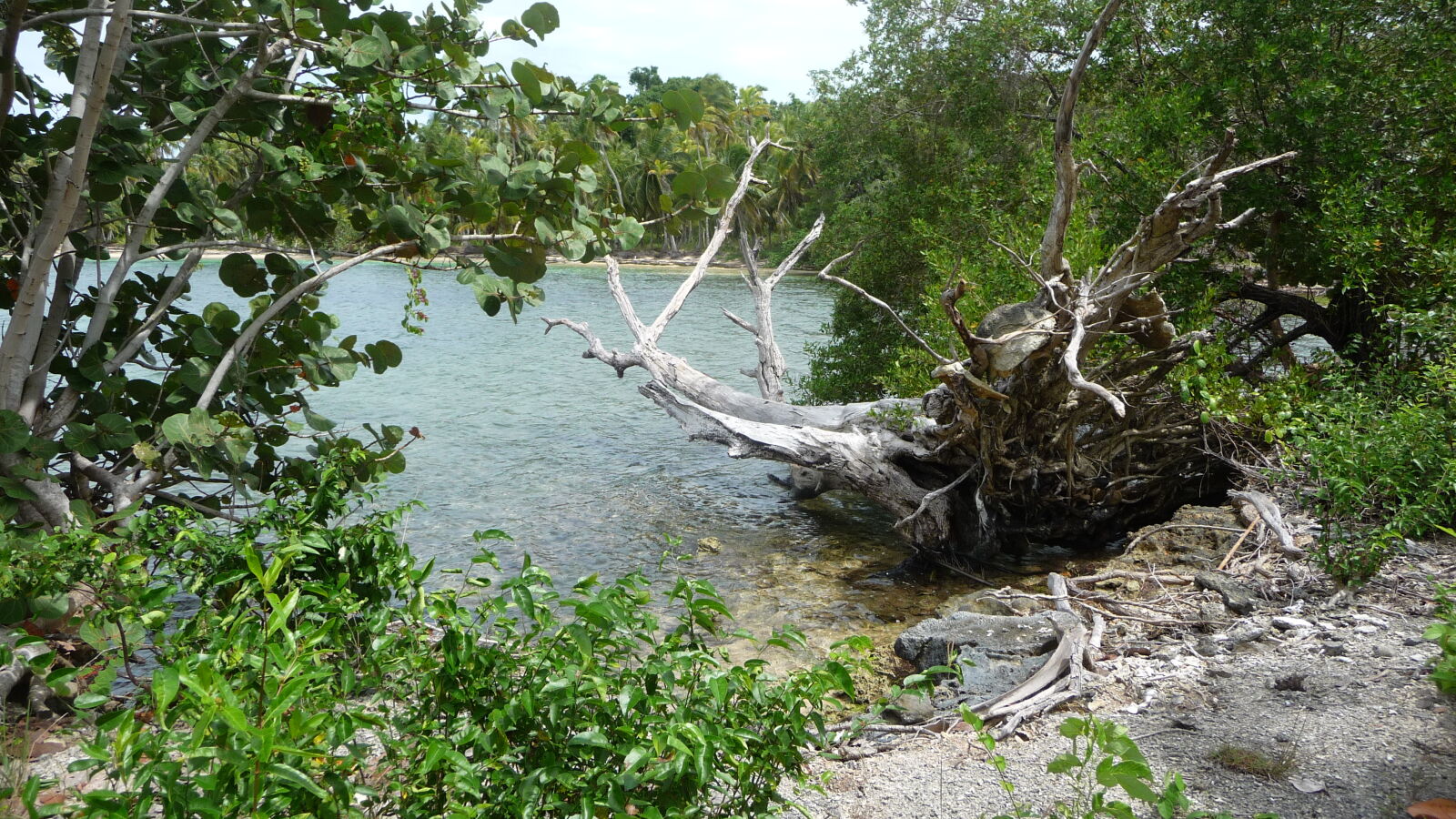 Isla Pinos.