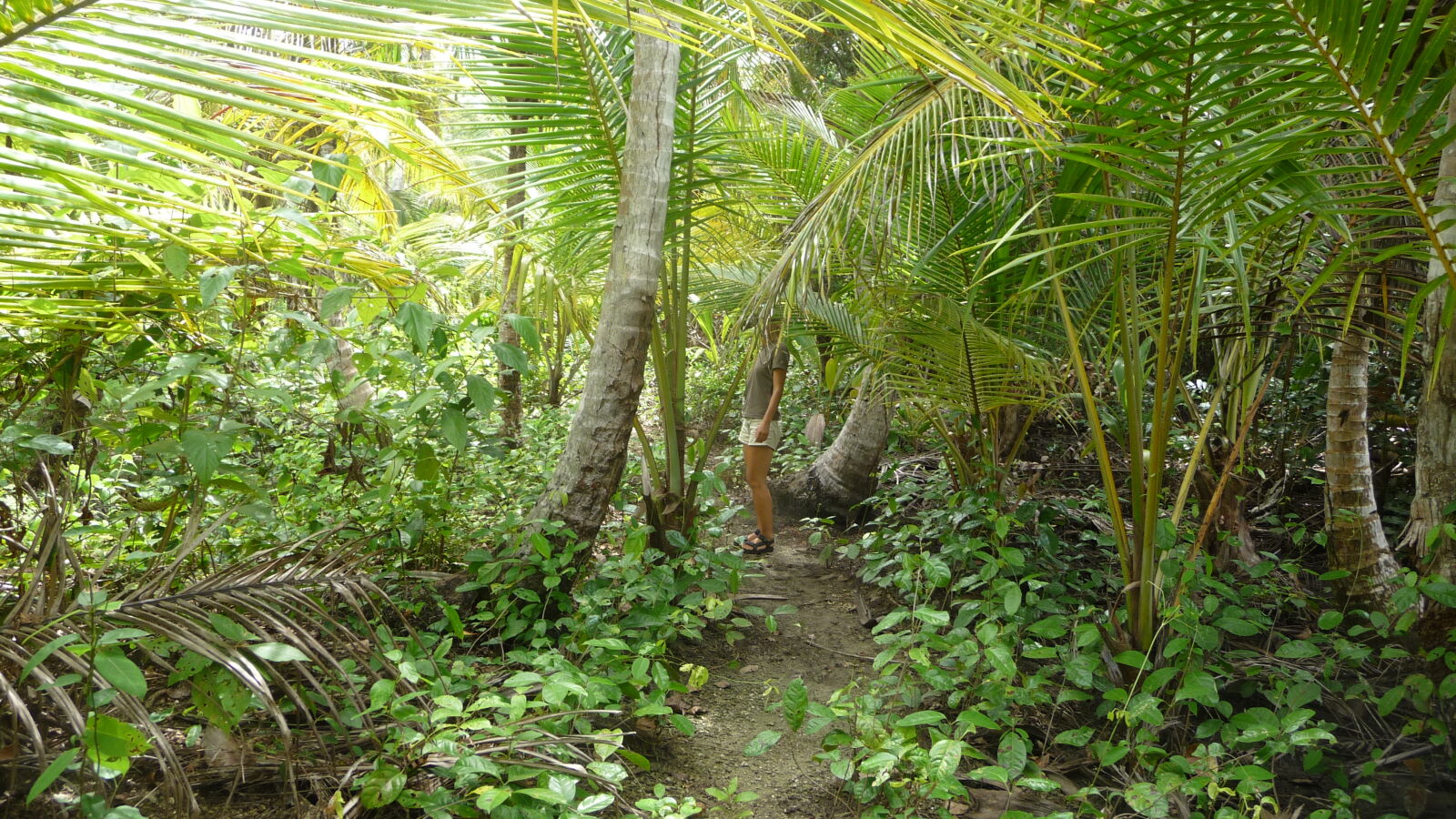 Isla Pinos.