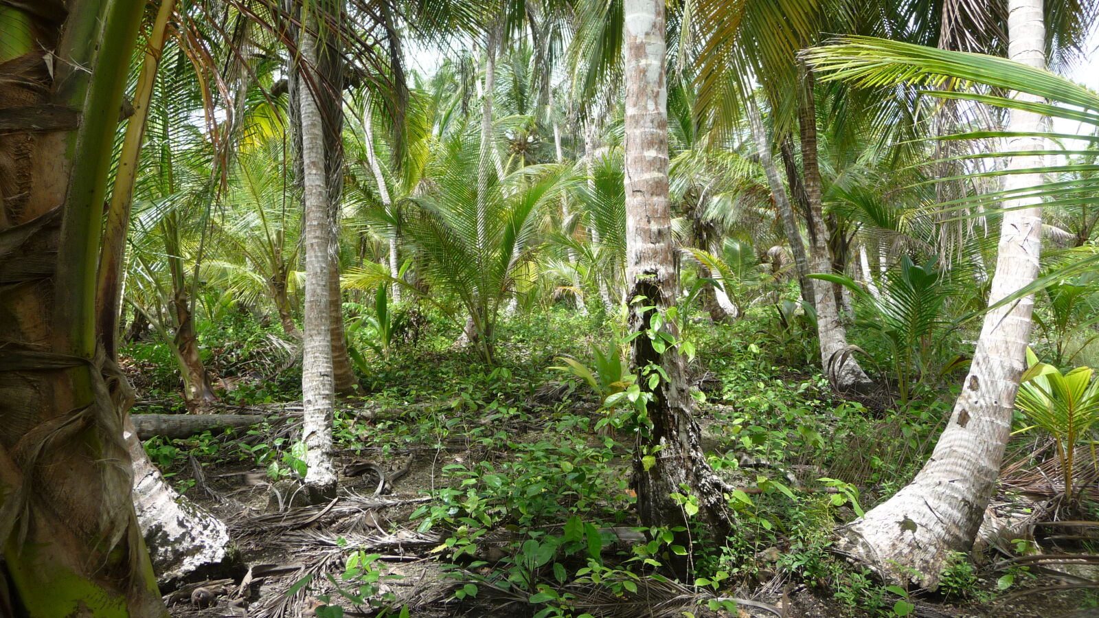 Isla Pinos.