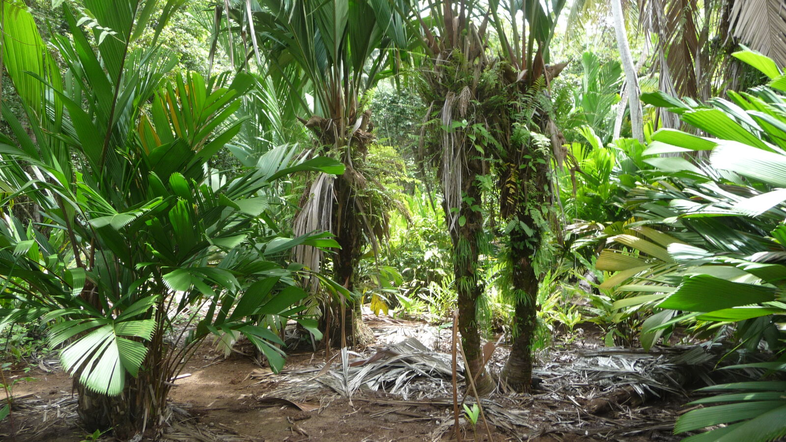 Isla Pinos.