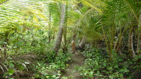 Isla Pinos.