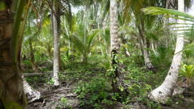Isla Pinos.