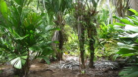 Isla Pinos.