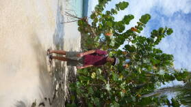 Isla Pinos.
