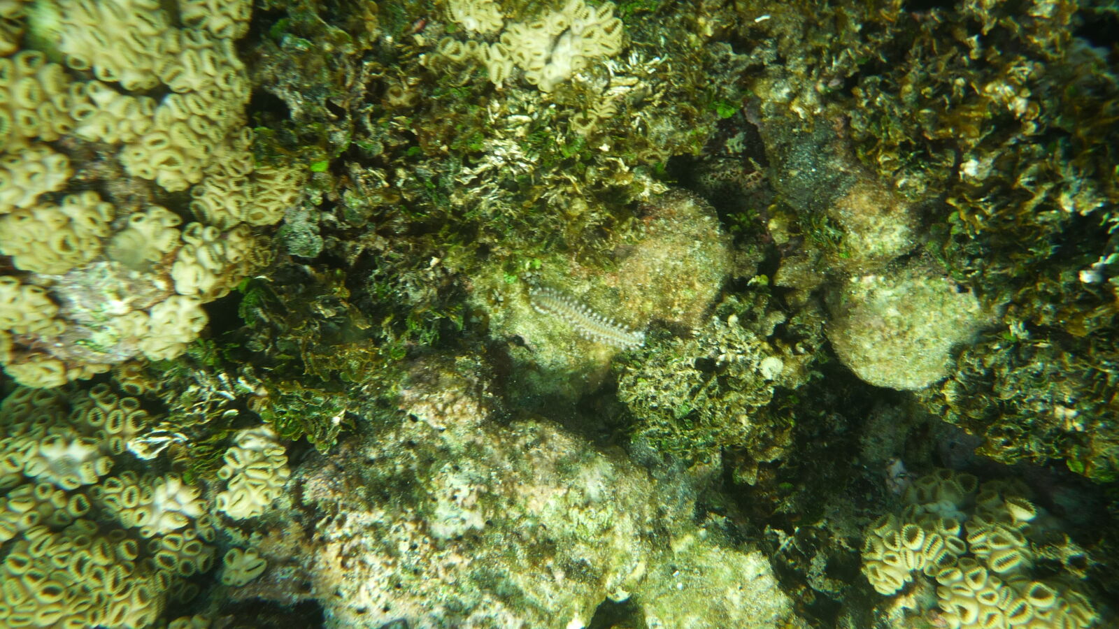 Schnorcheln bei Roca Levi, Isla Grande.
