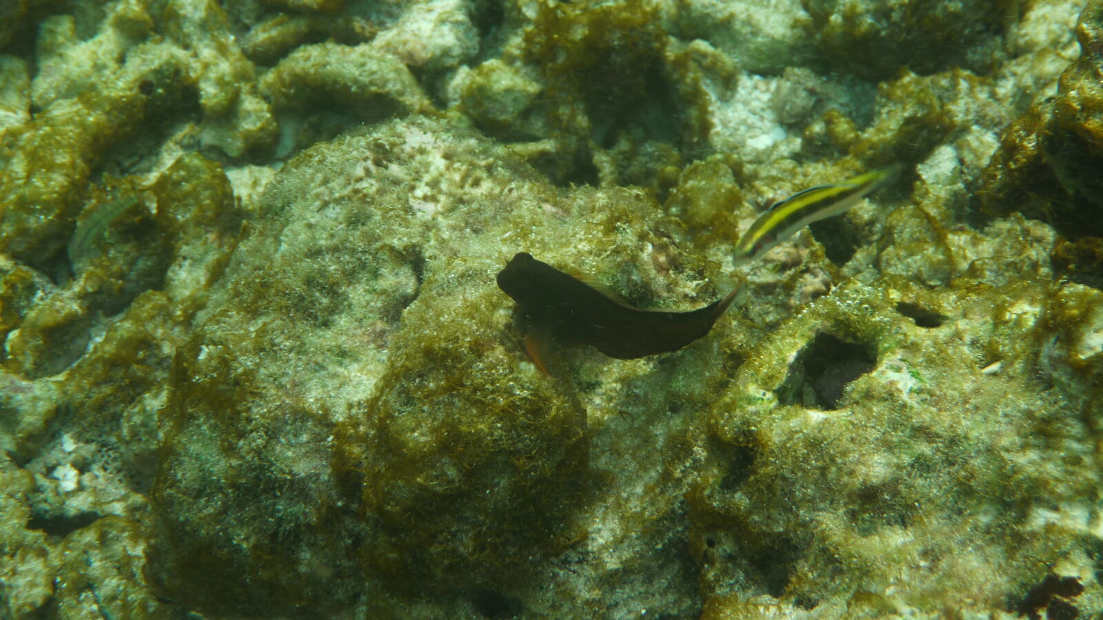 Schnorcheln bei Roca Levi, Isla Grande.
