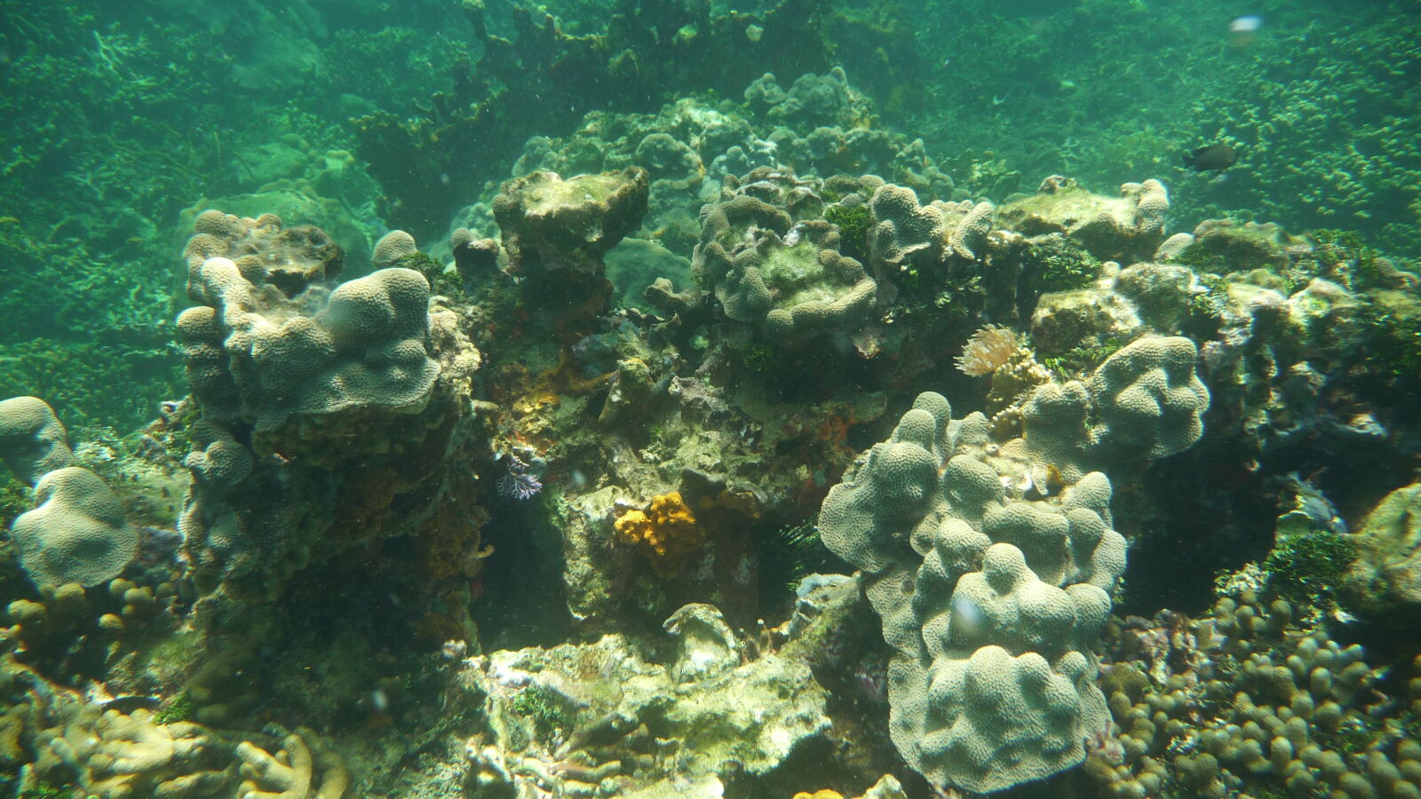 Schnorcheln bei Isla Roberto Caracol.