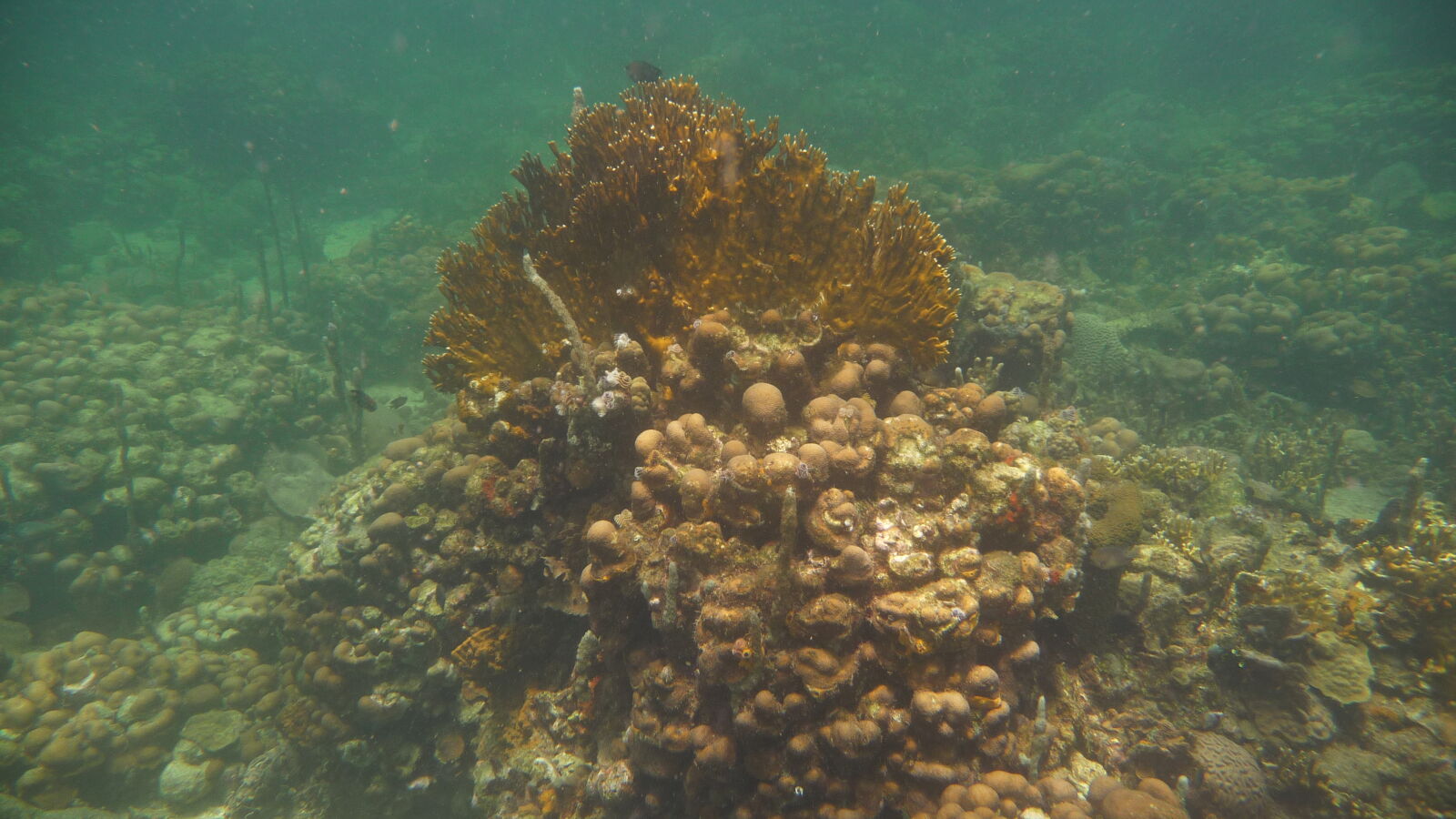 Schnorcheln bei Isla Roberto Caracol.