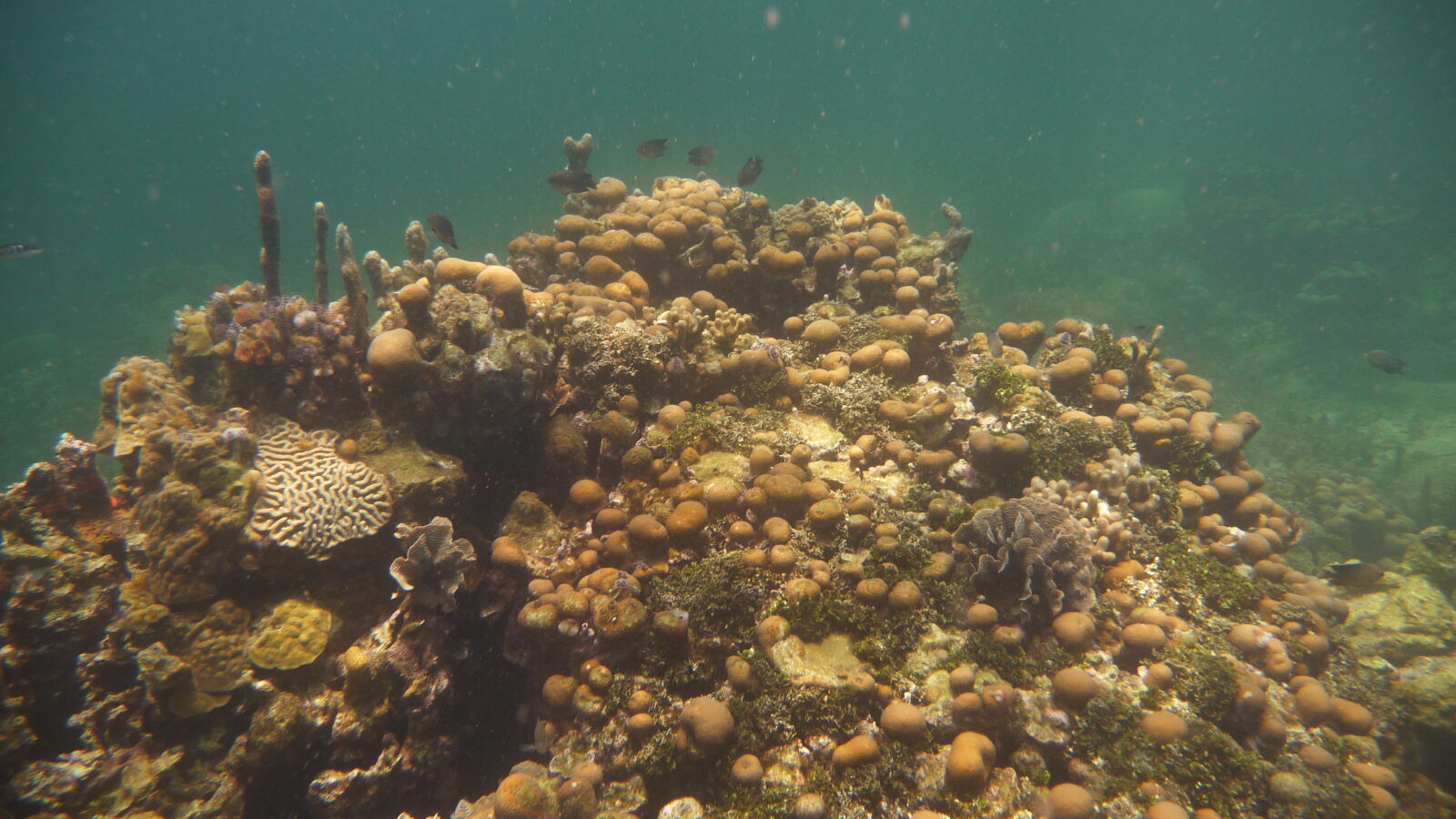 Schnorcheln bei Isla Roberto Caracol.