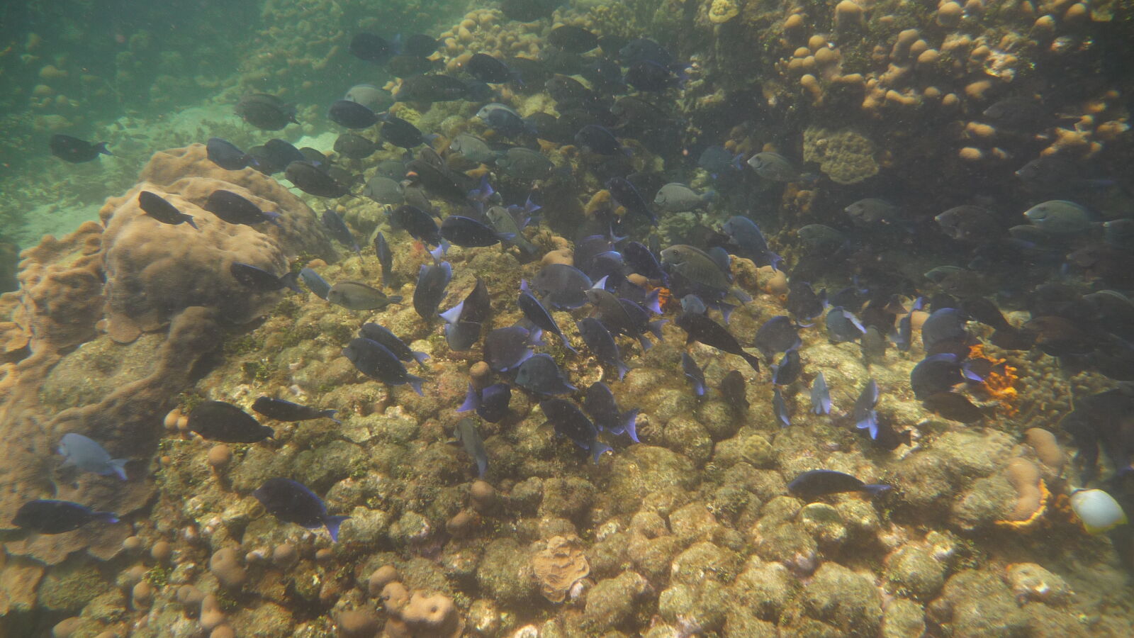 Schnorcheln bei Isla Roberto Caracol.