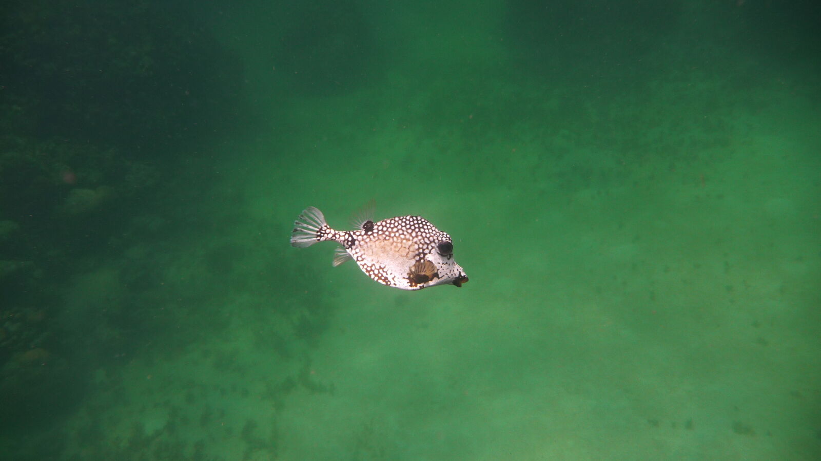 Schnorcheln bei Isla Roberto Caracol.