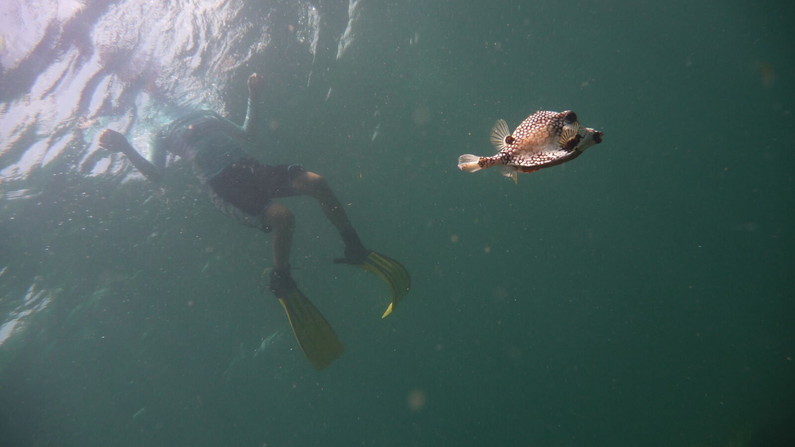 Schnorcheln bei Isla Roberto Caracol.