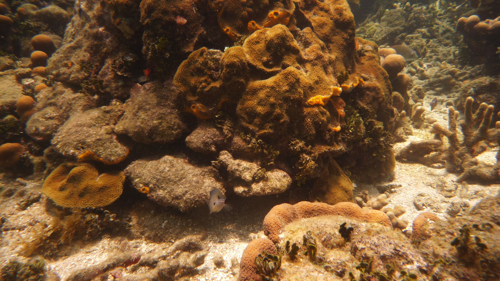 Schnorcheln bei Isla Roberto Caracol.