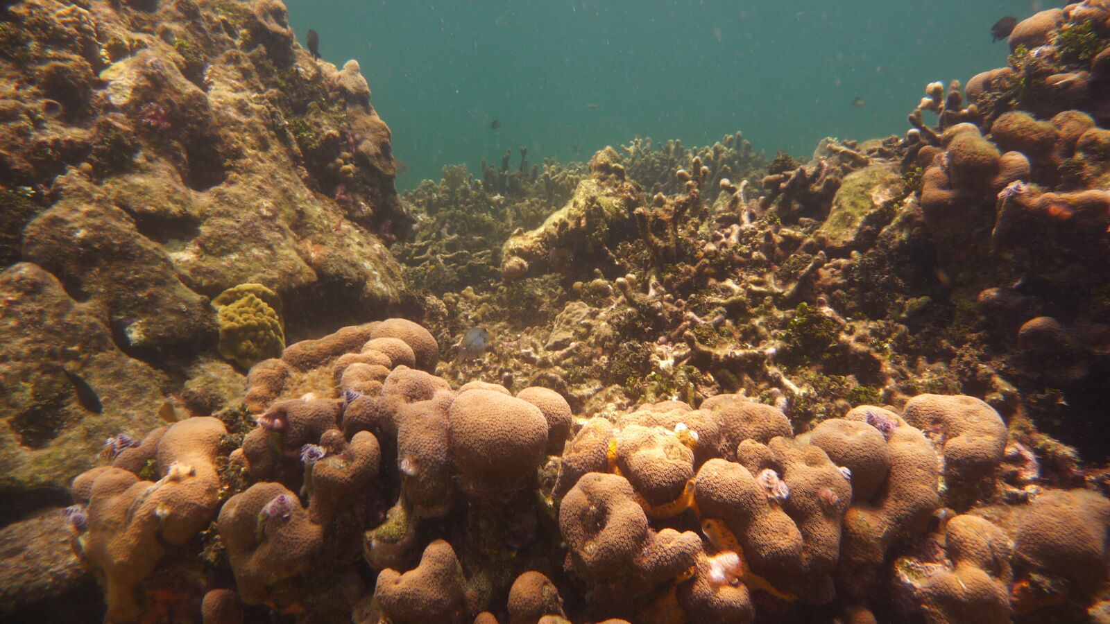 Schnorcheln bei Isla Roberto Caracol.