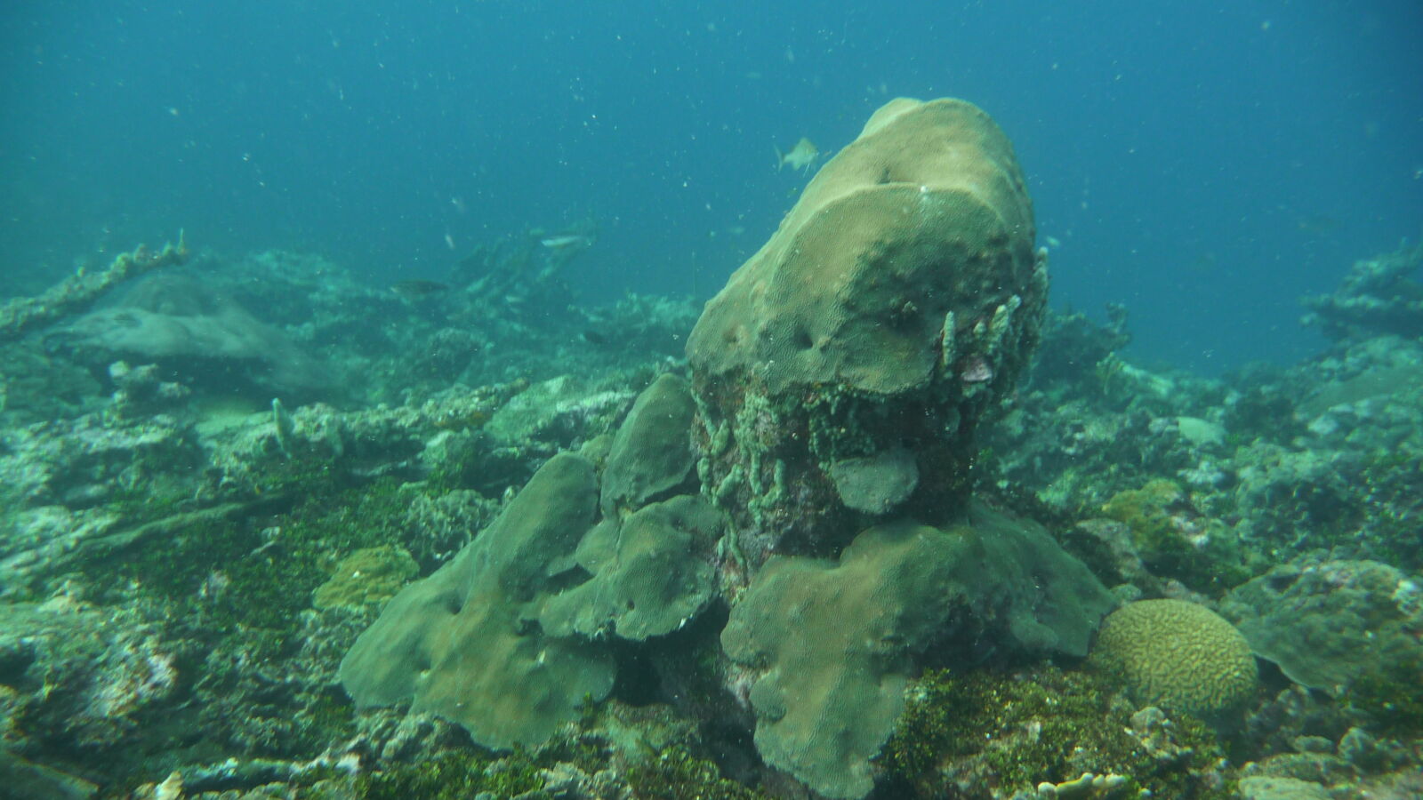 Schnorcheln am Aussenriff nördlich von Roca Levi, Isla Grande.