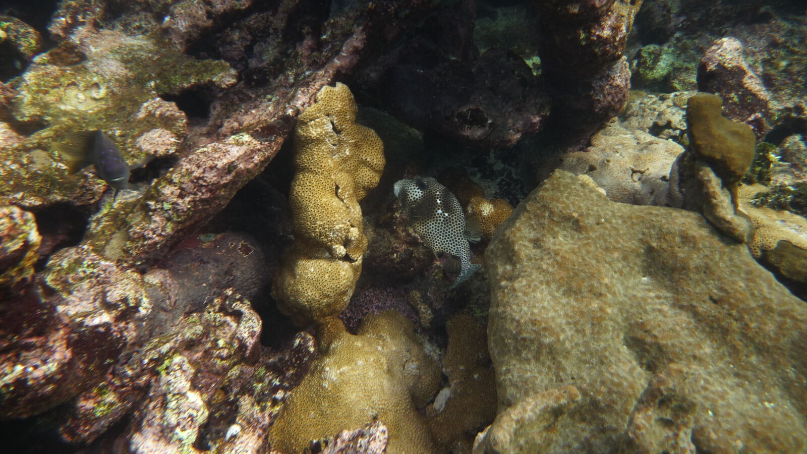 Schnorcheln am Aussenriff nördlich von Roca Levi, Isla Grande.
