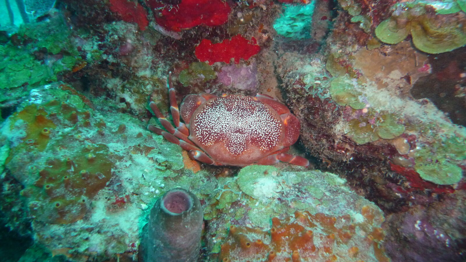 Zweiter Tauchgang bei Punta Brava.