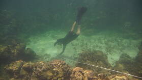 Schnorcheln bei Isla Roberto Caracol.