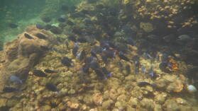 Schnorcheln bei Isla Roberto Caracol.