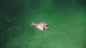 Schnorcheln bei Isla Roberto Caracol.