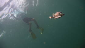 Schnorcheln bei Isla Roberto Caracol.