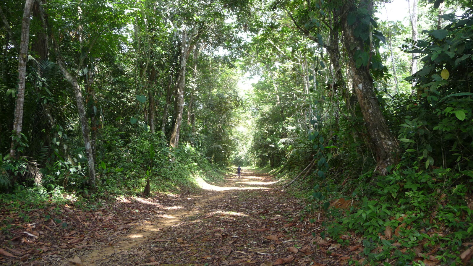 Regenwald-Wanderung.
