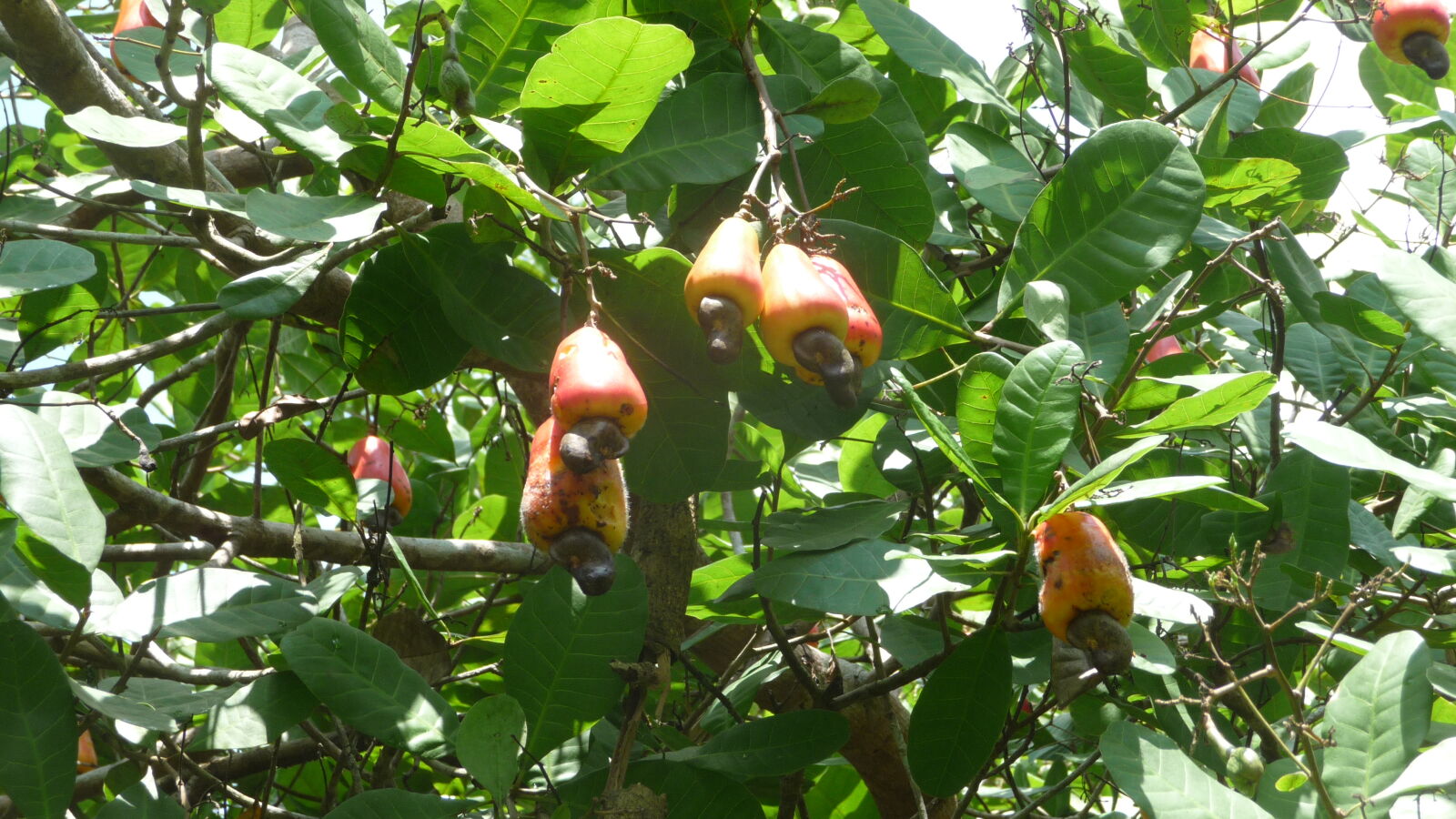 Cashew.