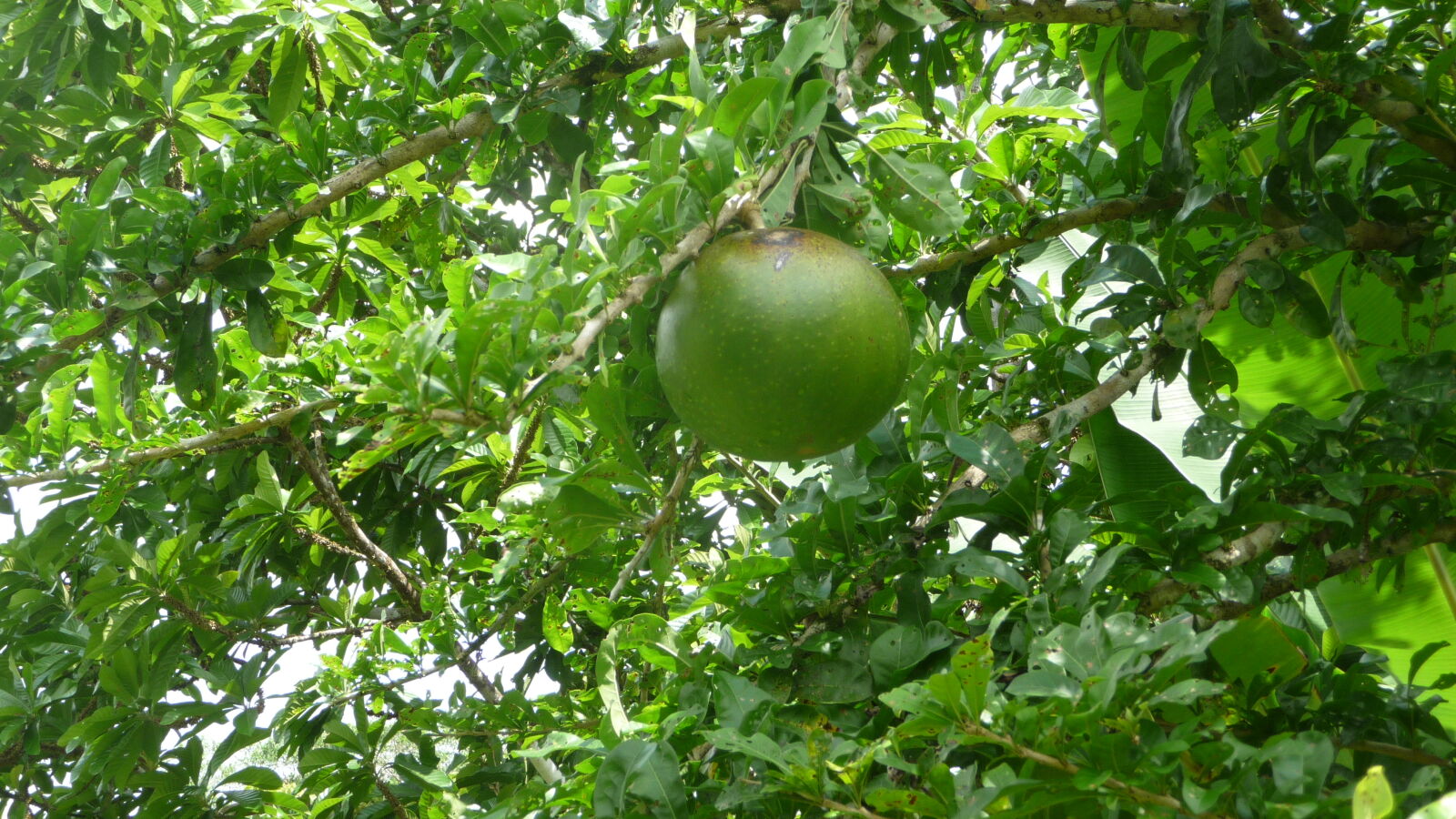 Kalebasse.