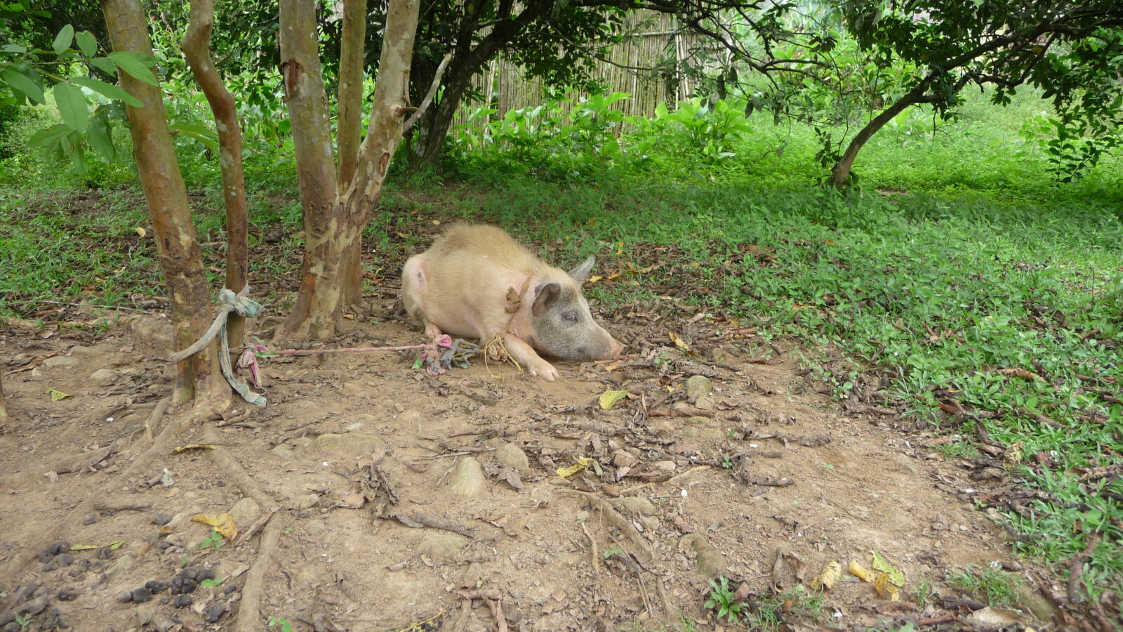 Schwein.