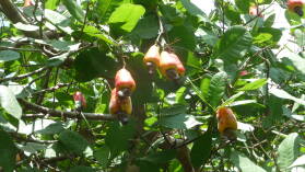 Cashew.