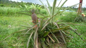Ananas.