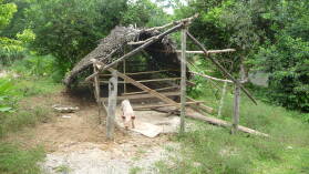 Schwein.