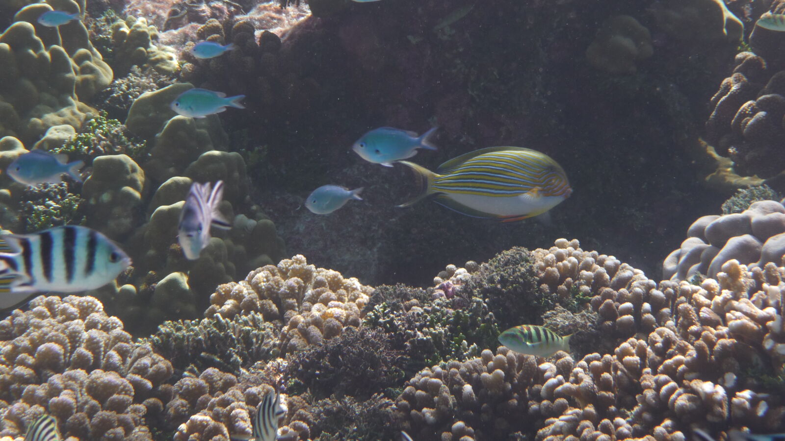 Striped Surgeonfish.