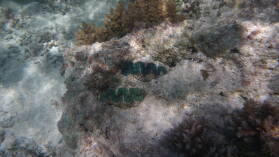 Riesenmuscheln, Schnorcheln bei Tearavero.