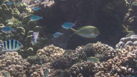 Striped Surgeonfish.