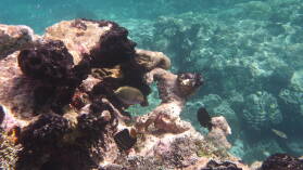 Striped Surgeonfish.