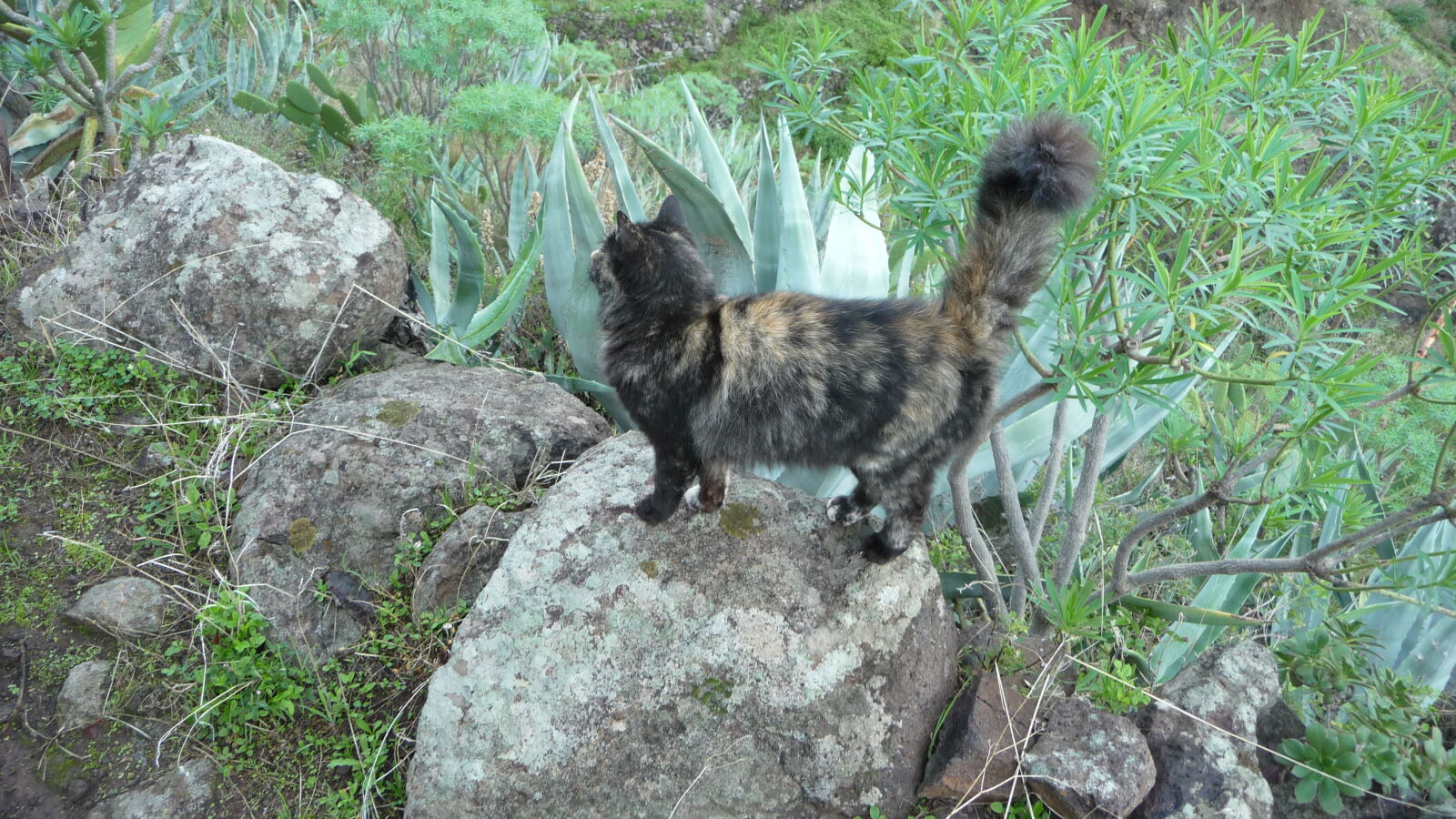 La Laja.