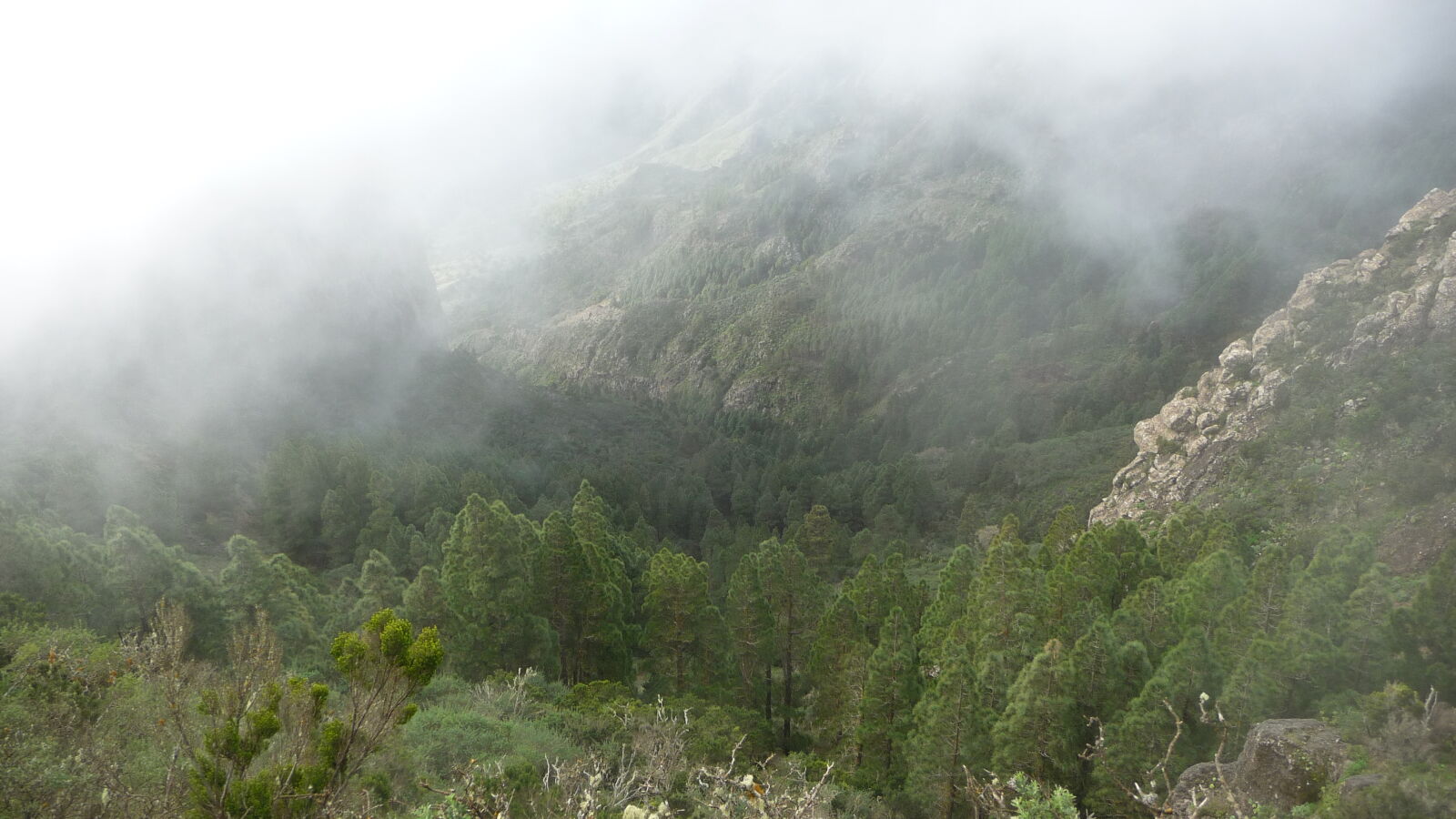 Parque Nacional de Garajonay.