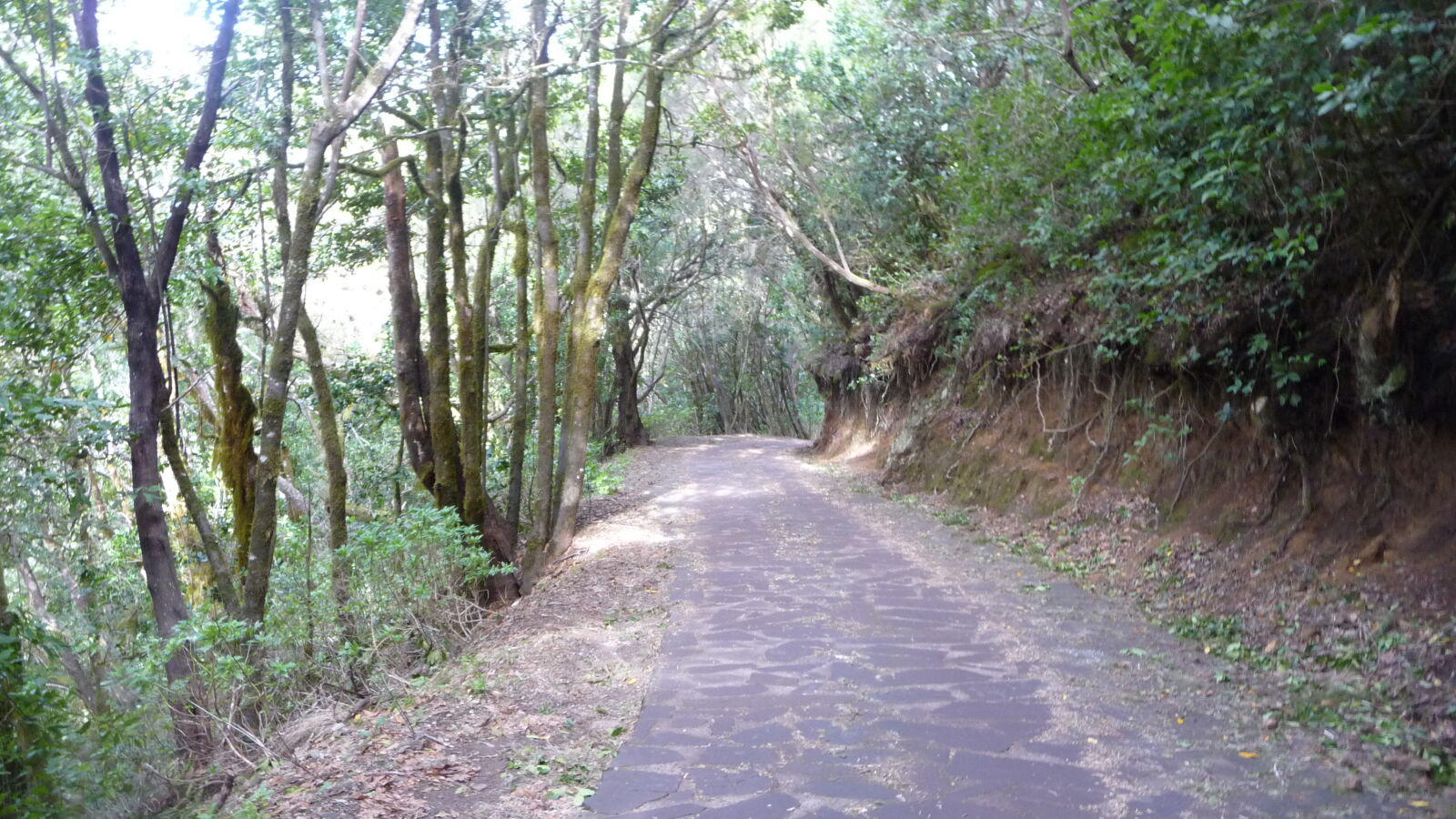 Parque Nacional de Garajonay.