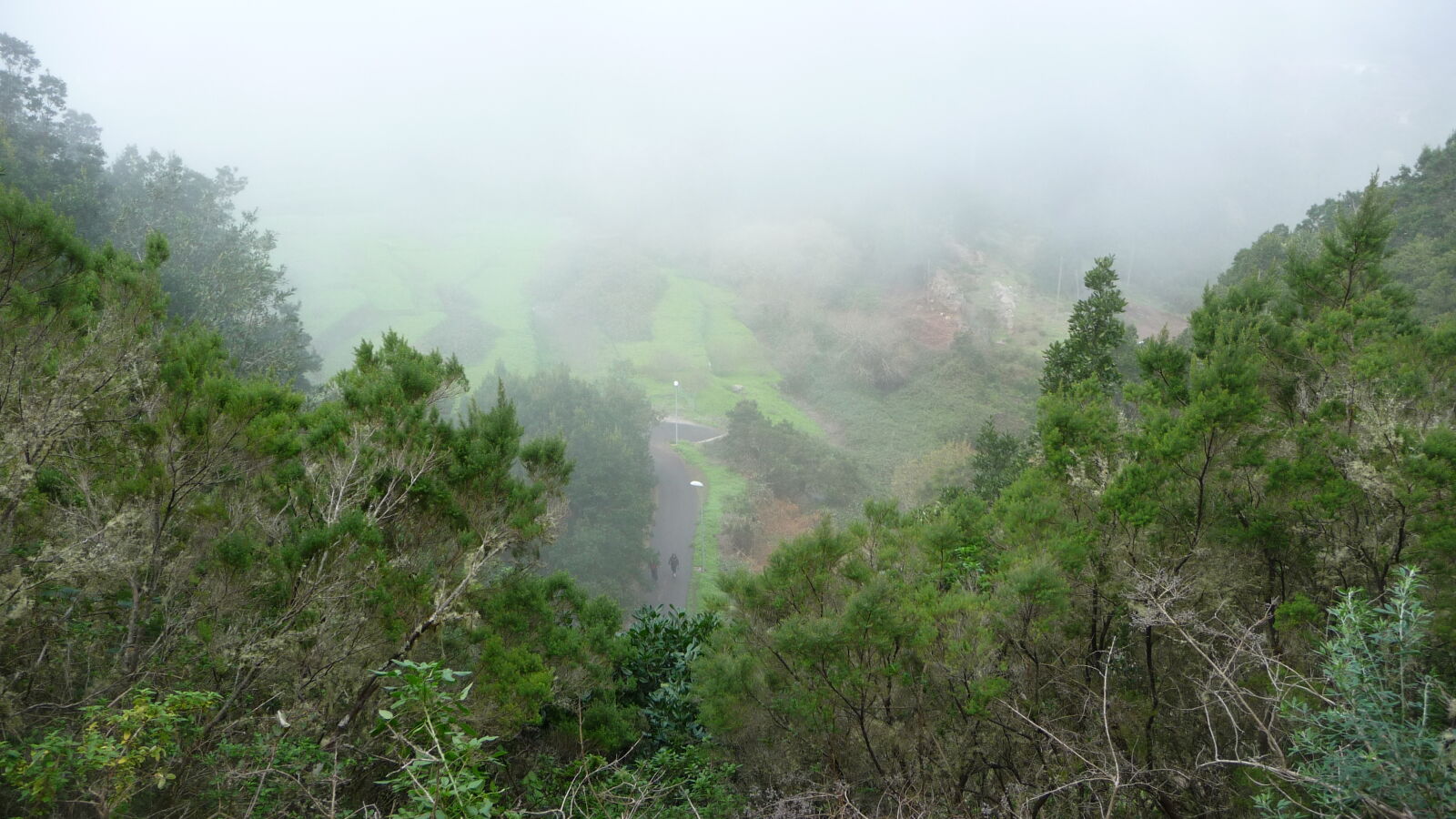 El Cedro.