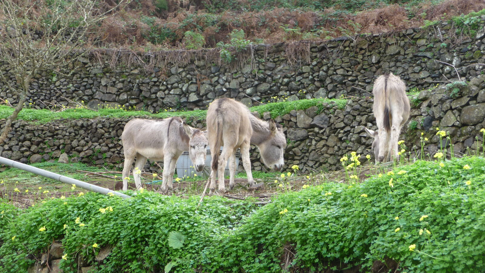 Parque Nacional de Garajonay.