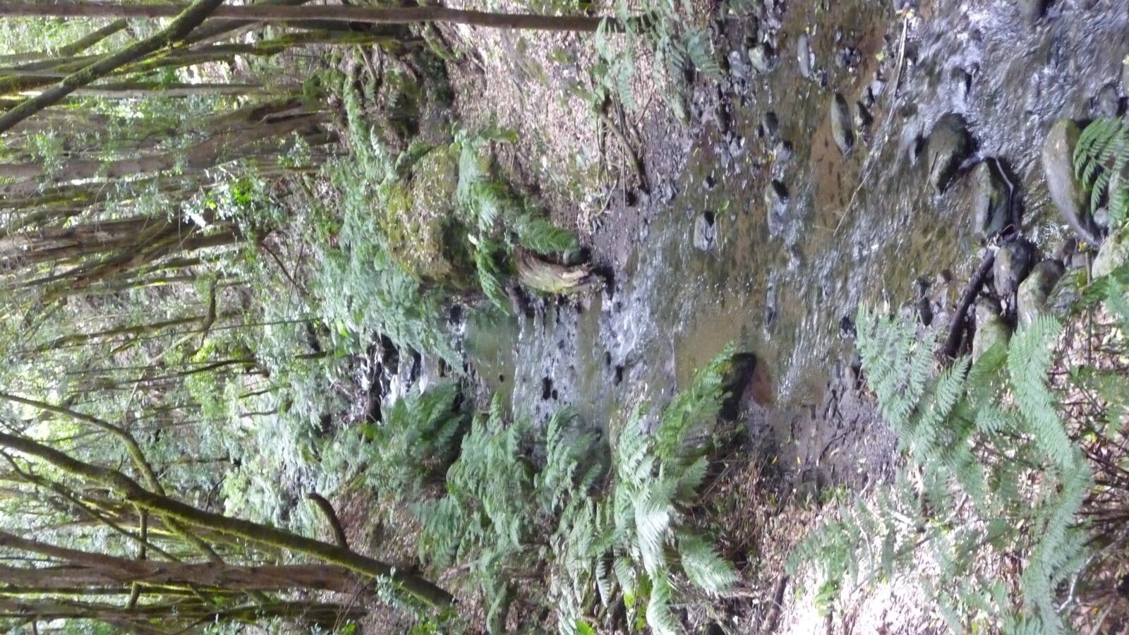 Parque Nacional de Garajonay.