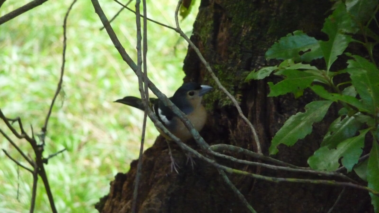 Parque Nacional de Garajonay.
