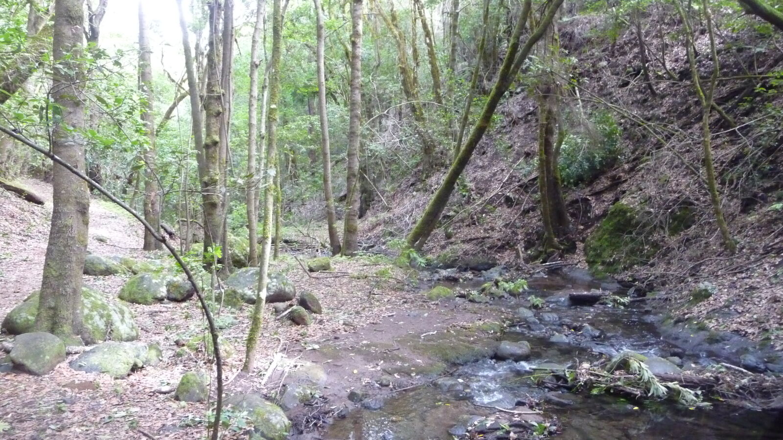 Parque Nacional de Garajonay.