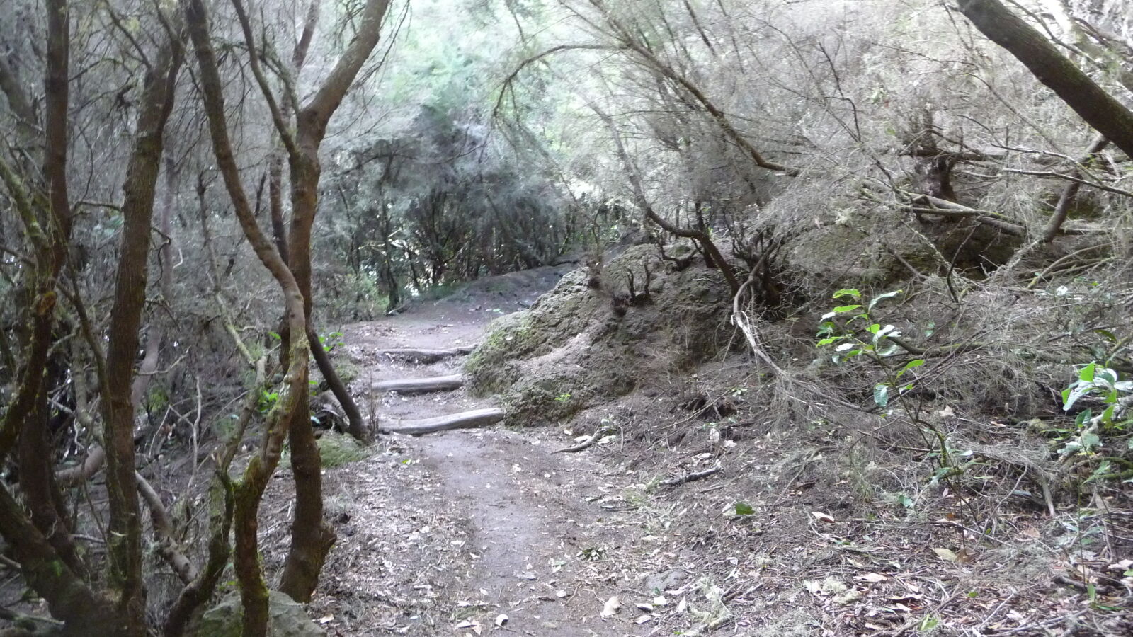 Parque Nacional de Garajonay.
